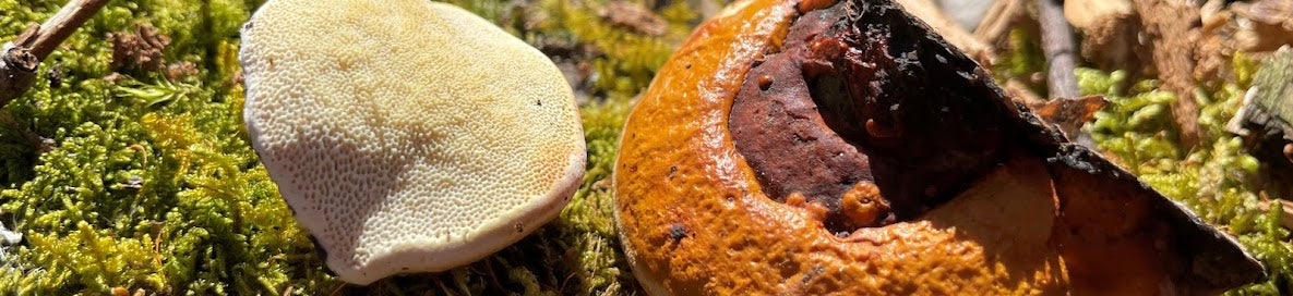 Kotoiset sienemme kosmetiikan raaka-aineina: Kantokääpä (Fomitopsis pinicola)