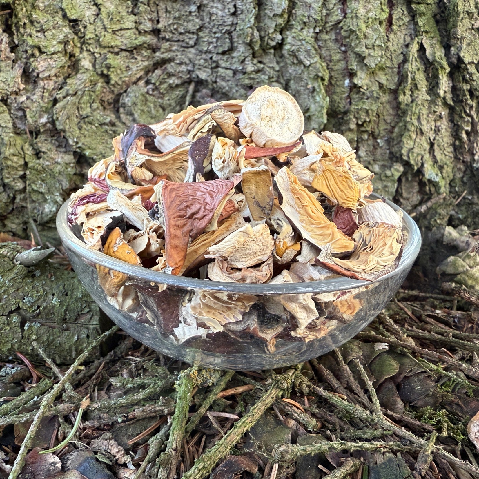 Kuivattuja haperoita sieniruokiin.