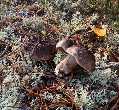 Kuivattu nuori männynsuomuorakas 30g